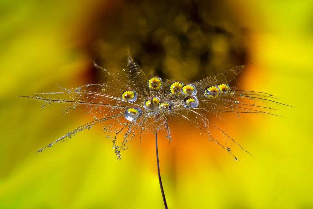 Photograph by Mariyana Atanasova - Lucero