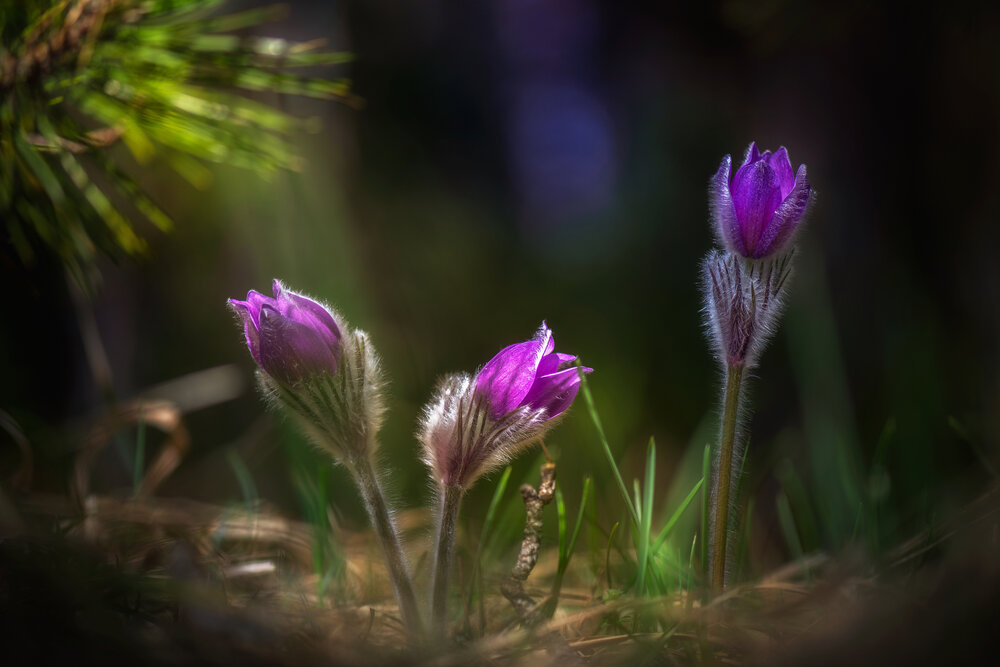 Photograph by Mariyana Atanasova - Lucero