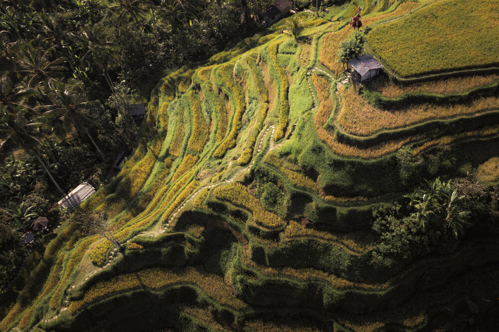 Tegallalang Rice Terrace, Bali