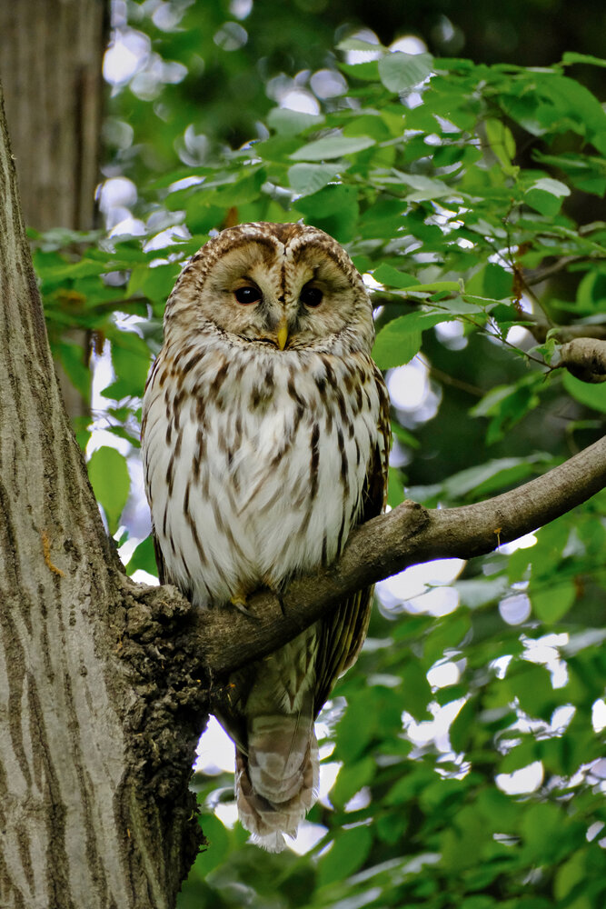 A Gentle Gaze