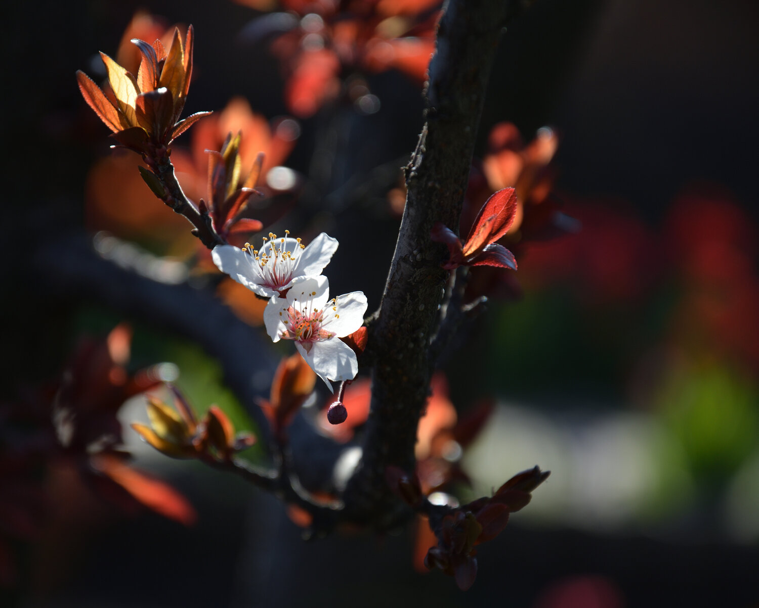 Photo #13876775