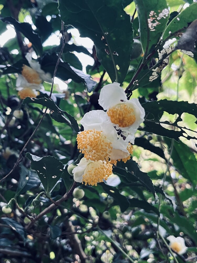 Photograph by Md Main Uddin Mamun