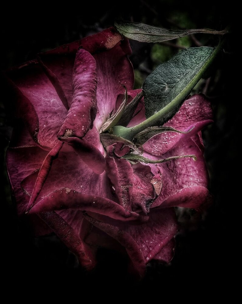 Photograph by Polina Svirida