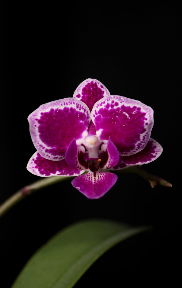 Orchid in the dark