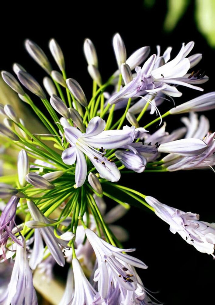 Indigo Bloom: Floral Architecture