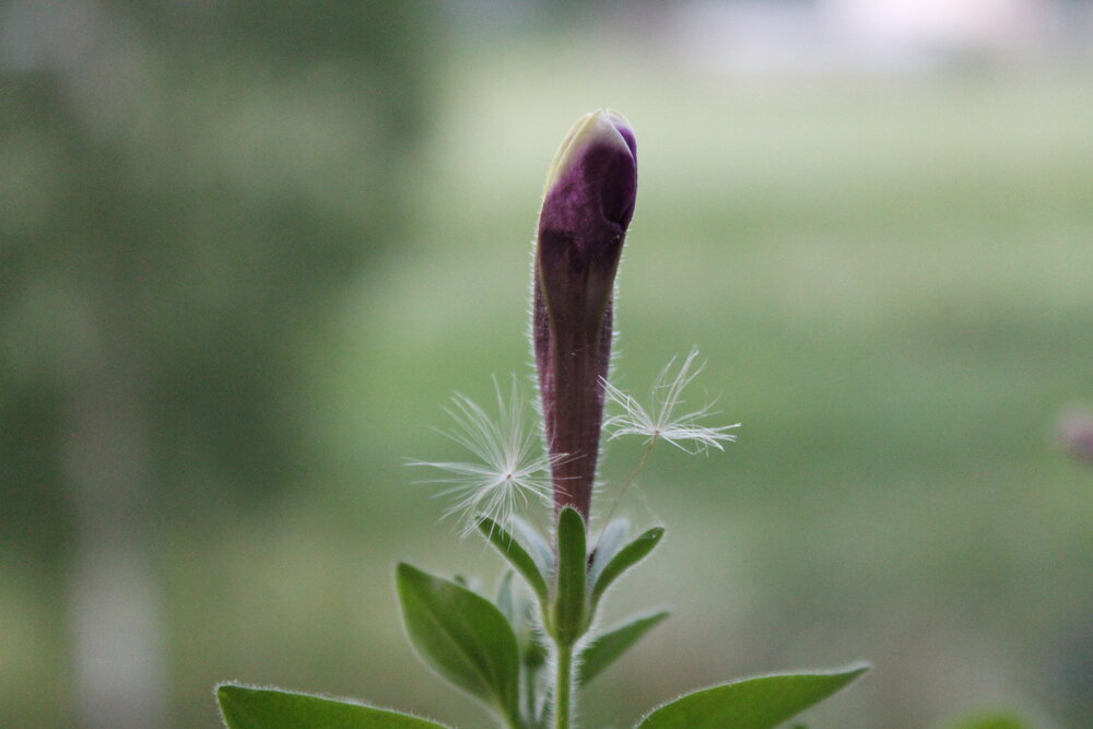 Photograph by Алла Бойко