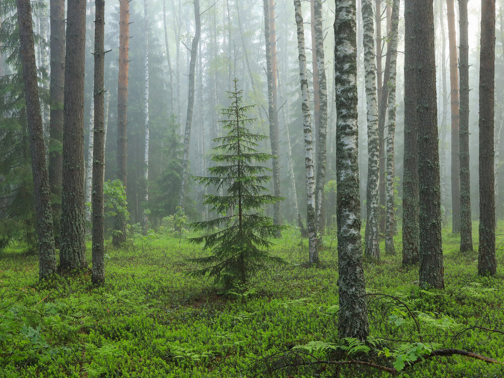 Photograph by Екатерина Лесная