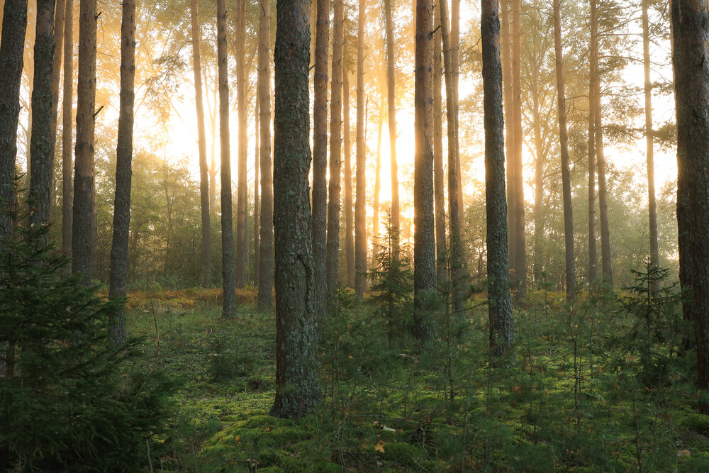 Photograph by Екатерина Лесная