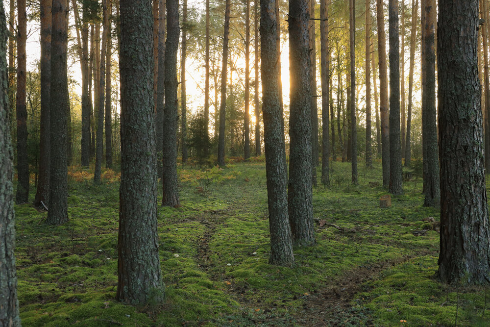 Photograph by Екатерина Лесная