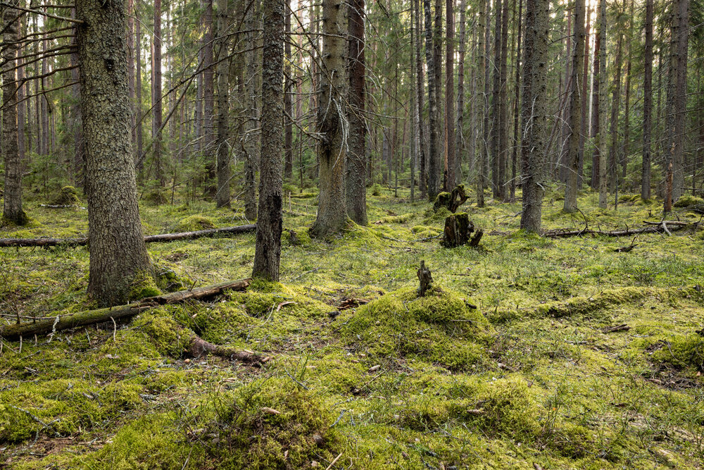 Photograph by Екатерина Лесная