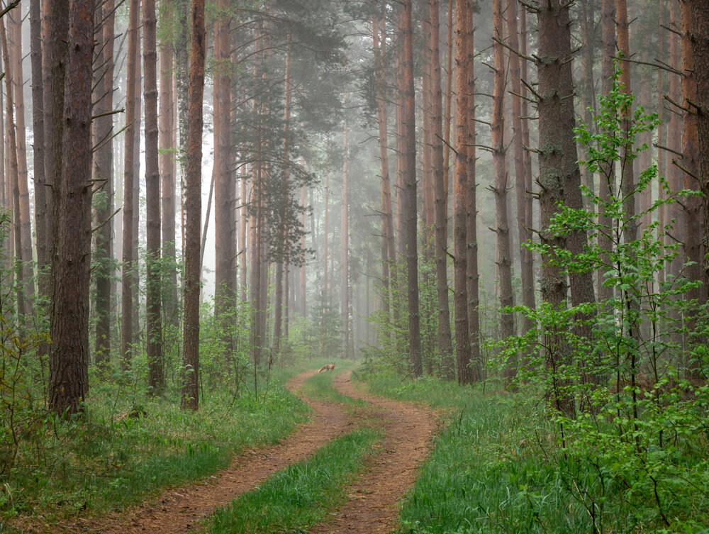 Photograph by Екатерина Лесная