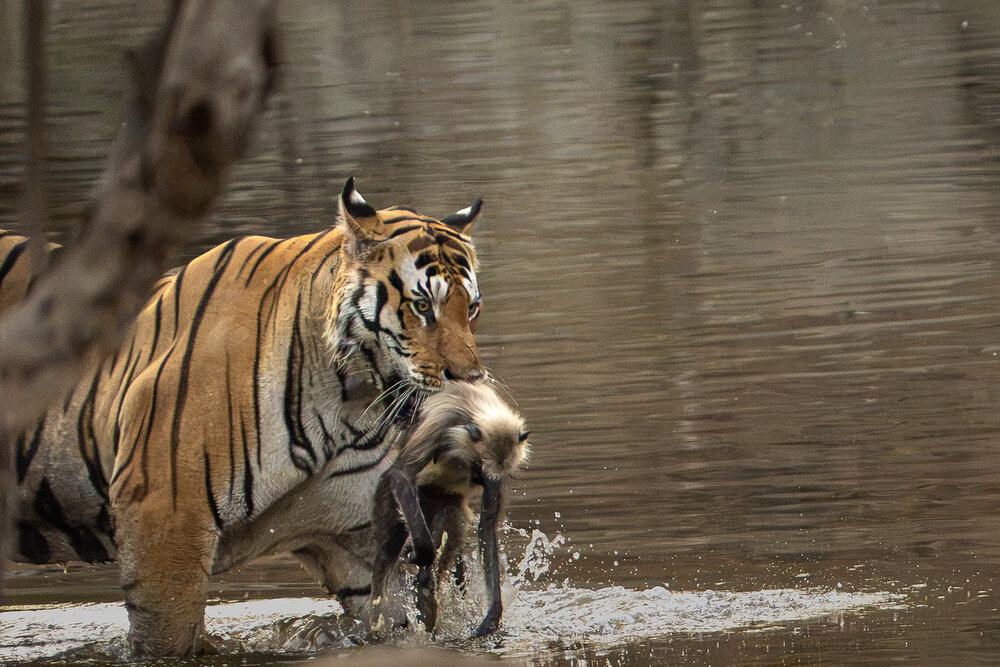 Hulk of Pench With Langur