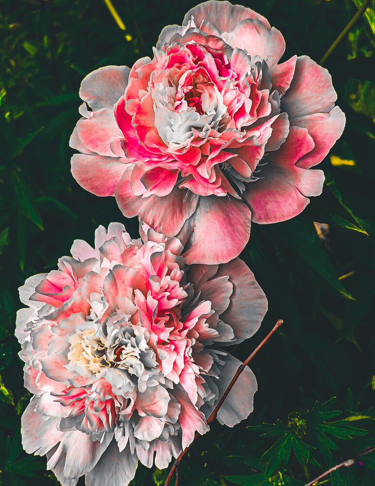 Photograph by Дайана