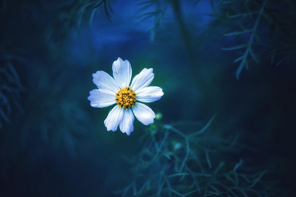 Photograph by Инна Карасева