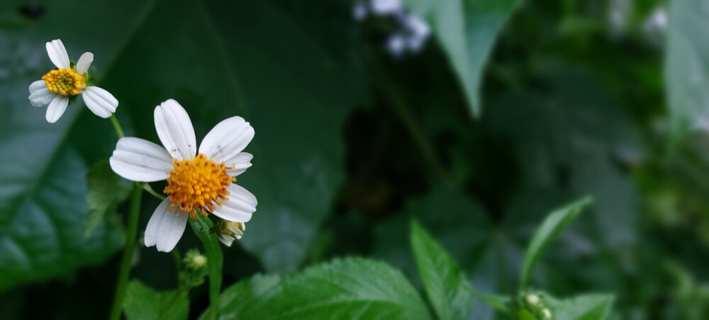 Photograph by Efren B. Victorino
