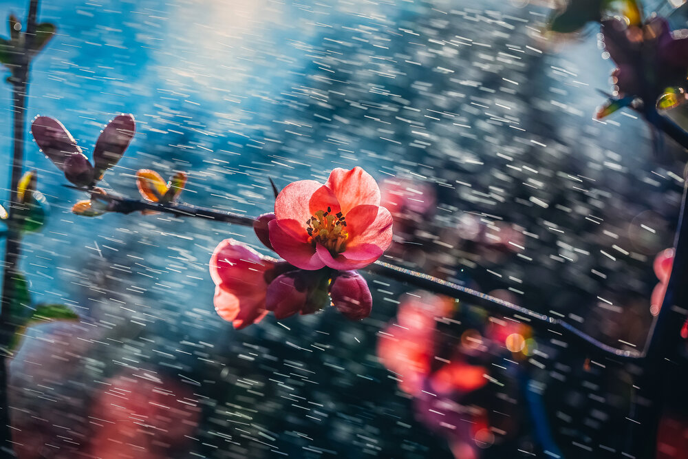 Photograph by Samir Kurtagić