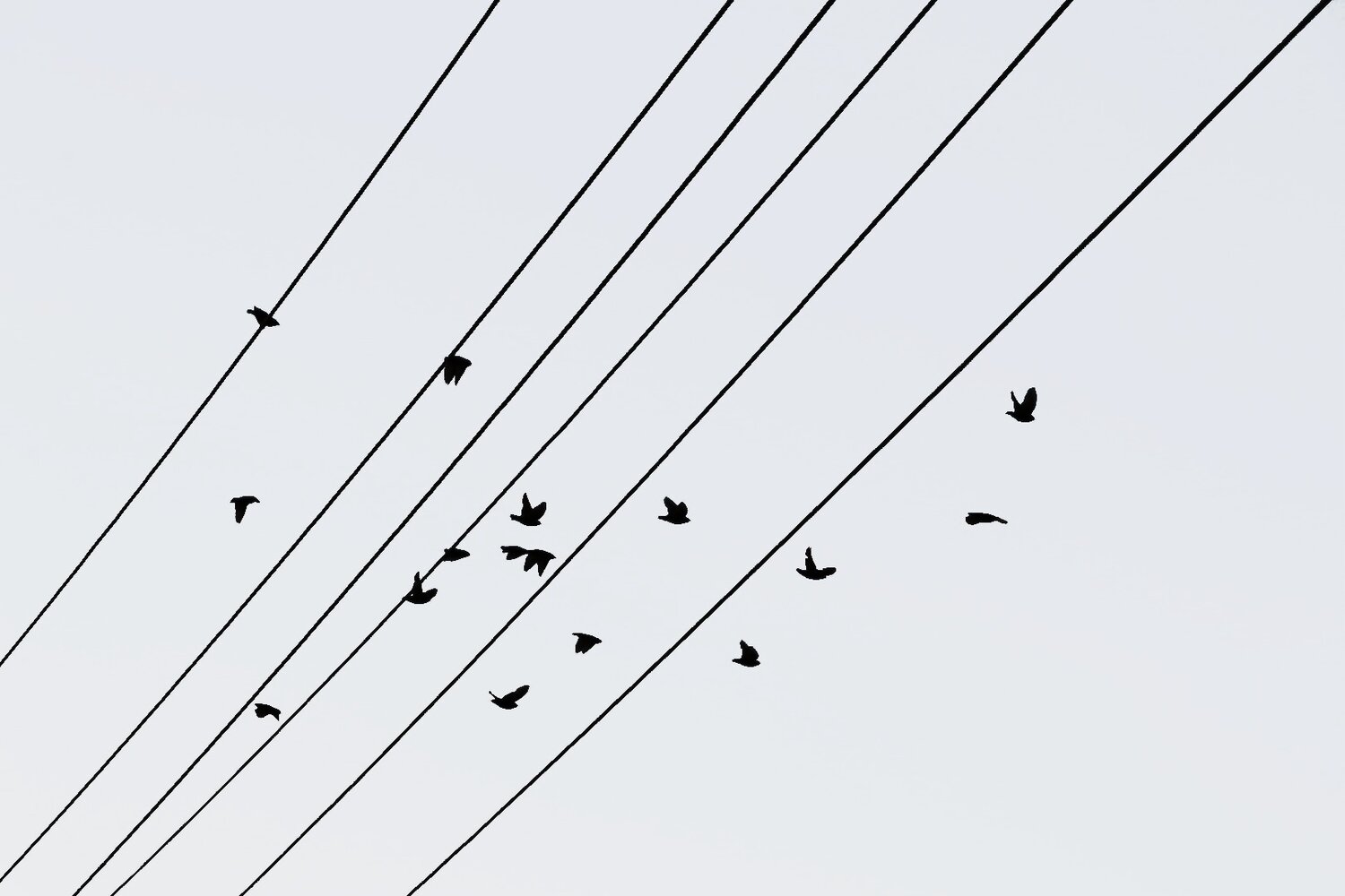 Photo #13877510