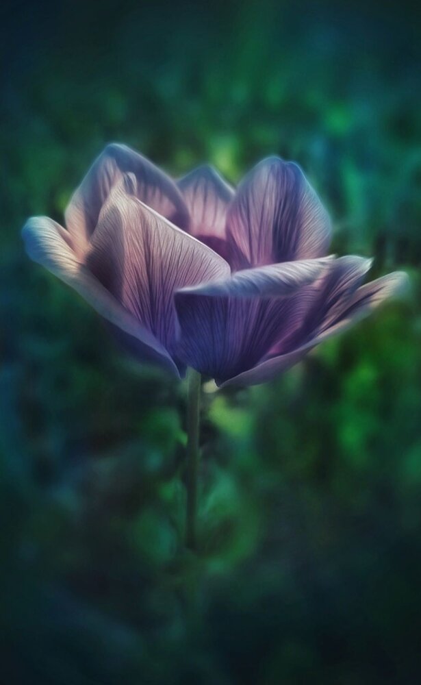 Photograph by Polina Svirida