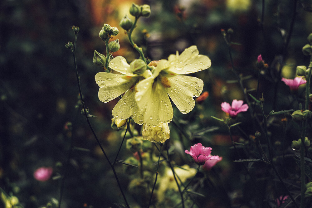 Photograph by Елена Суворова