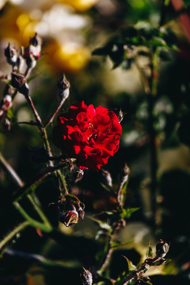 Photograph by Alexas Art