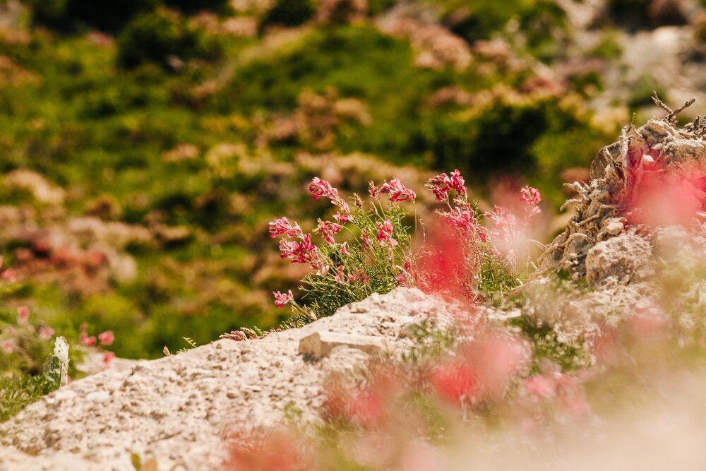 Photograph by Alexas Art