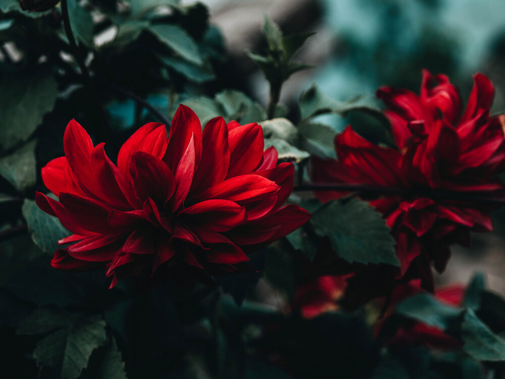 Photograph by Alexas Art