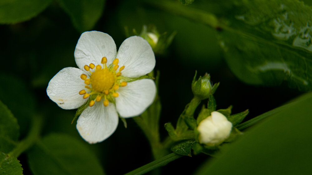 Photograph by Нина Малютина