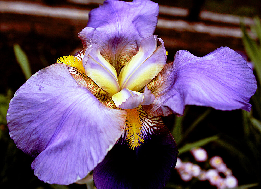 Photograph by Парк Юрский