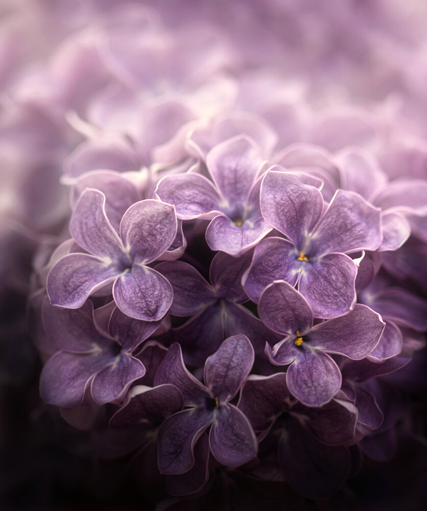 Photograph by Светлана Алексеева