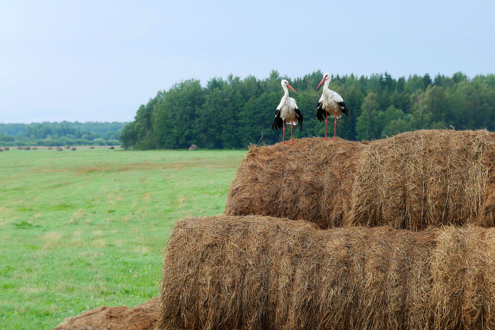 Photograph by Владимир Лобанов