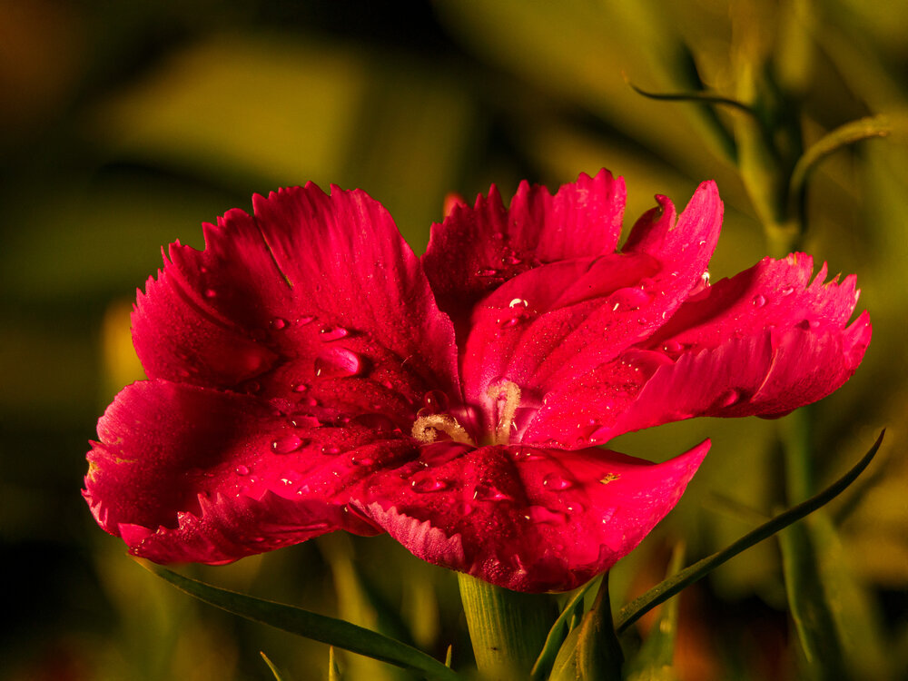 Photograph by Anton Y