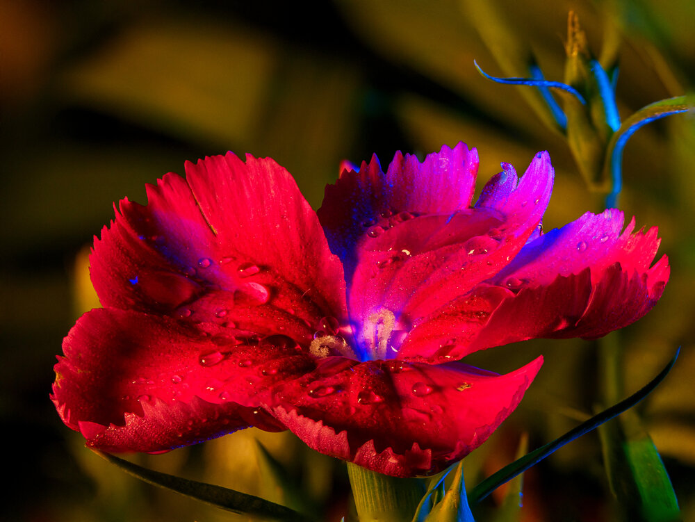Photograph by Anton Y