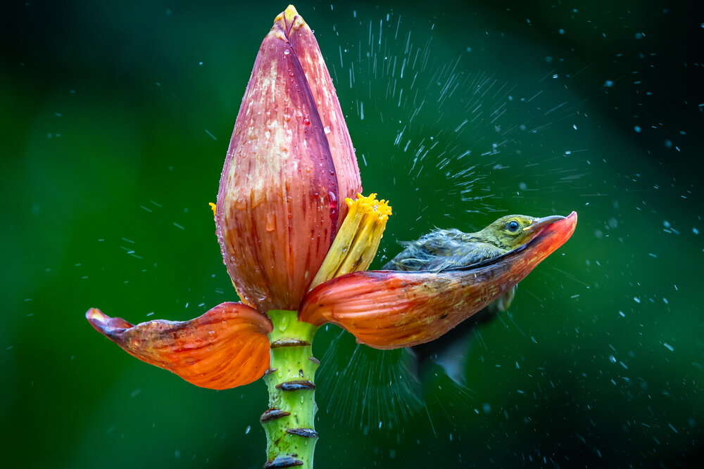 Photograph by Kannan Chinnathambi