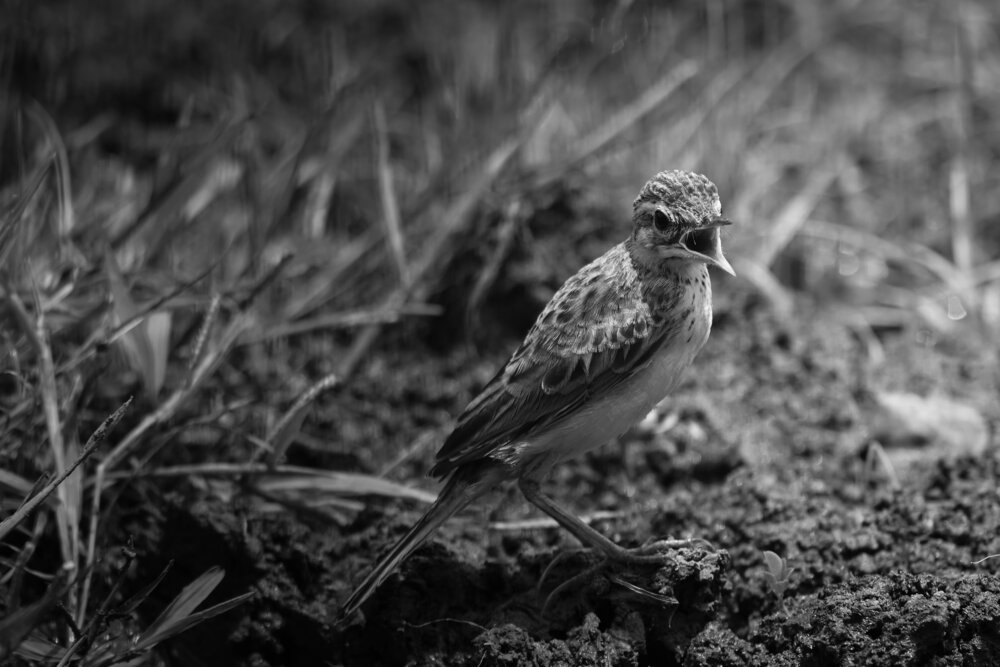 Photograph by Bhavesh Babre