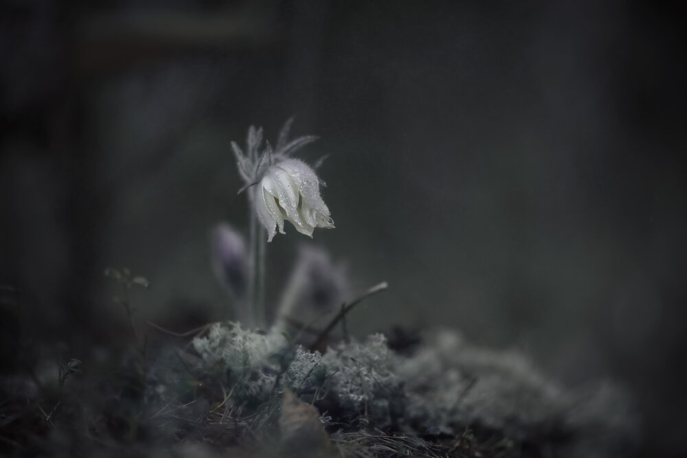 Photograph by Алексей Широбоков