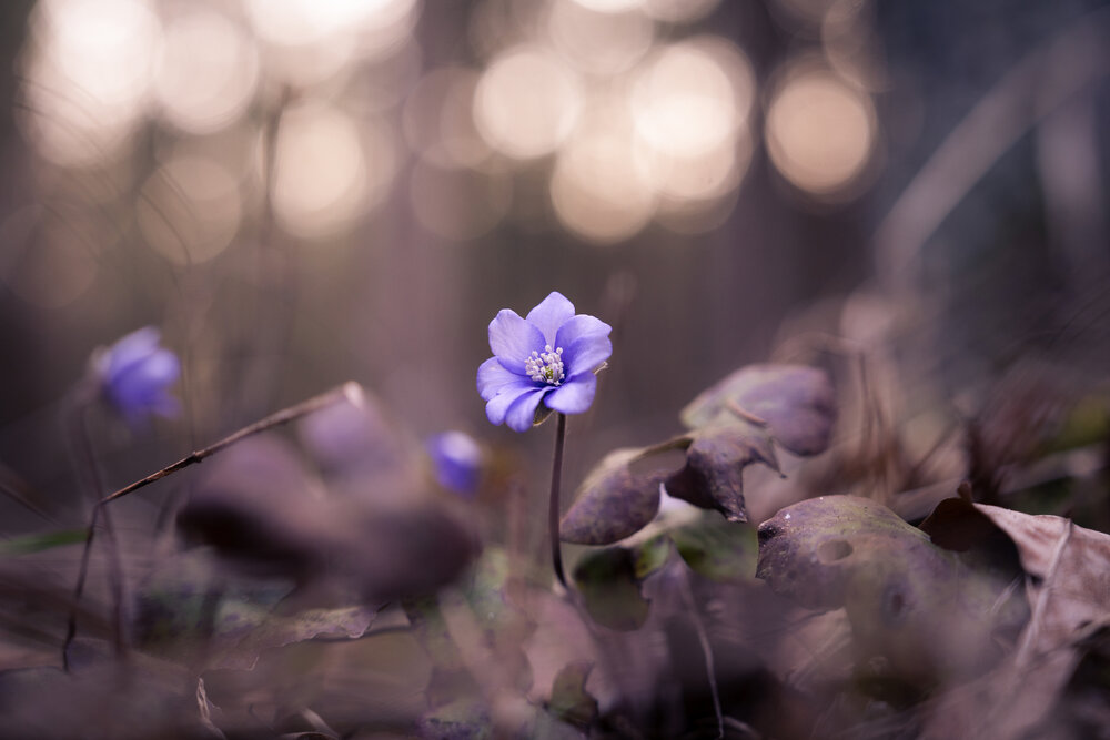 Photograph by Misha Bondarev