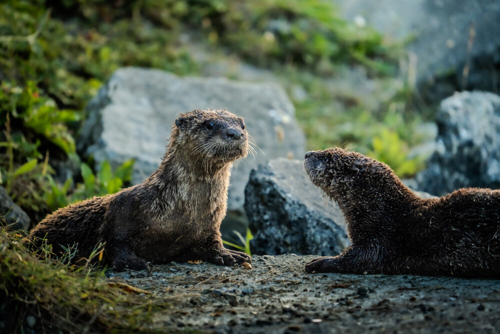 Photograph by Athul Konikkara