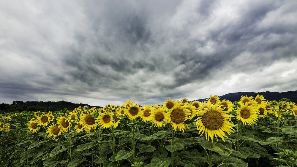 Photograph by Salvatore Di Maria