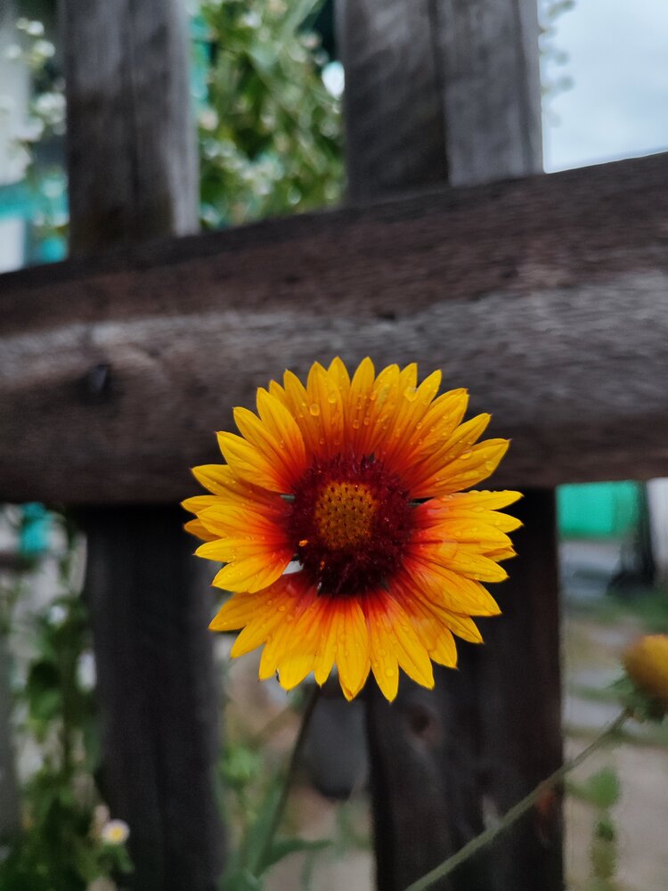 Photograph by Анна Напримерова