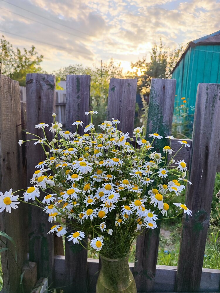 Photograph by Анна Напримерова