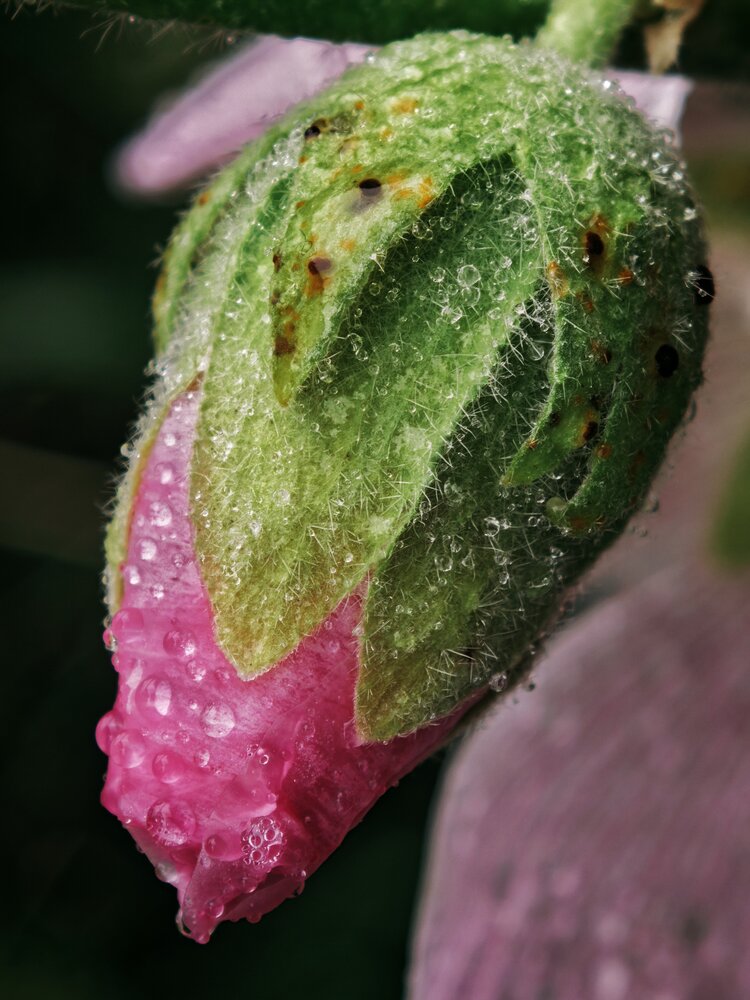 Photograph by Ксения Шилина
