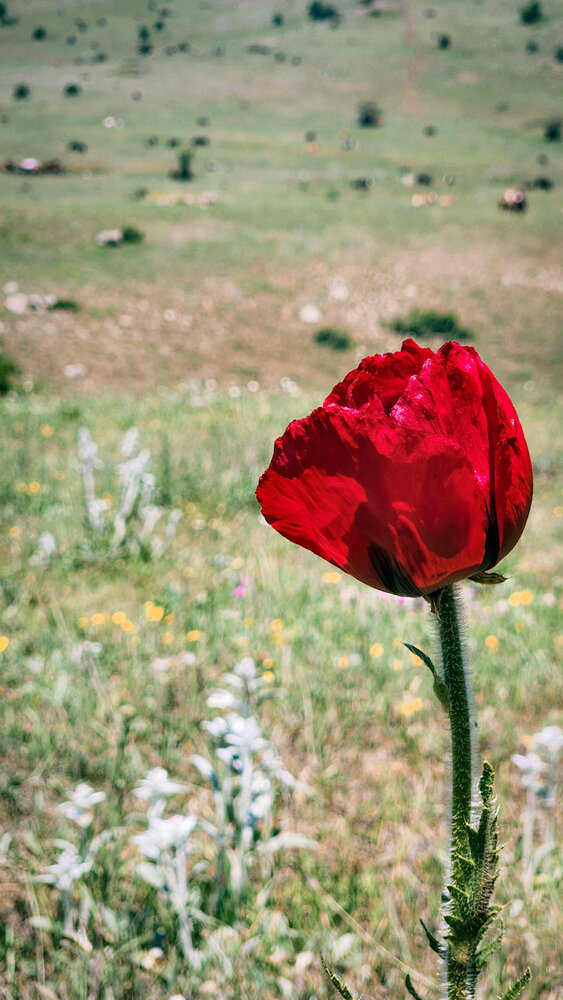 Photograph by Parsa Mohammadinejad