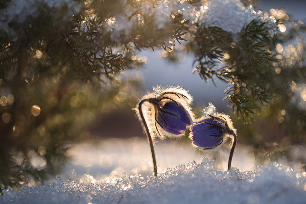 Photograph by Евгения Левина