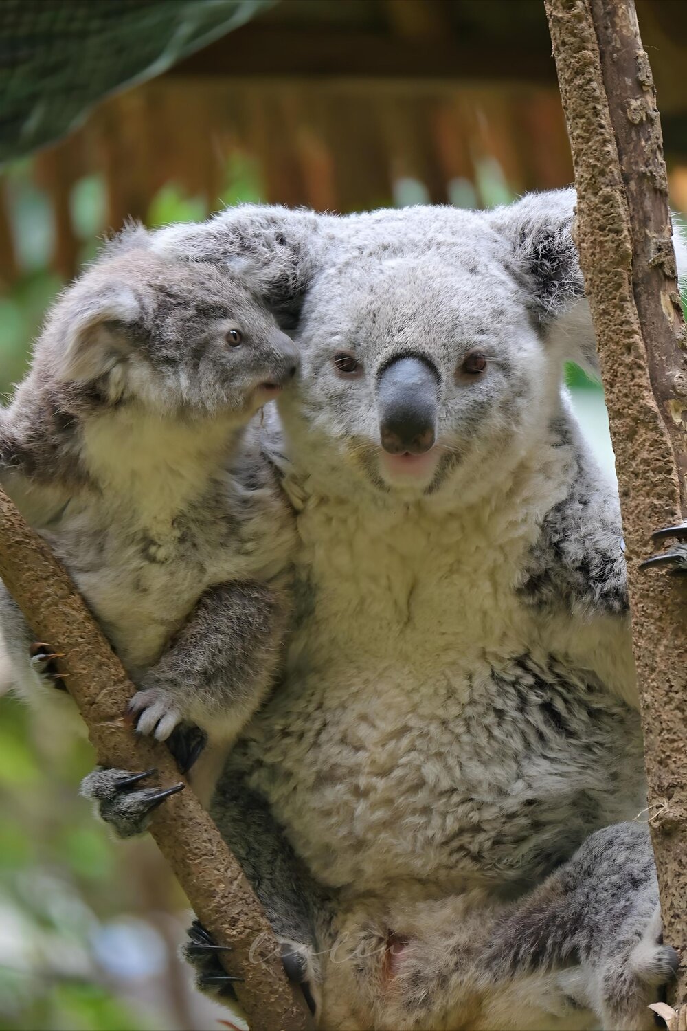 Safe in Mother\'s Arms