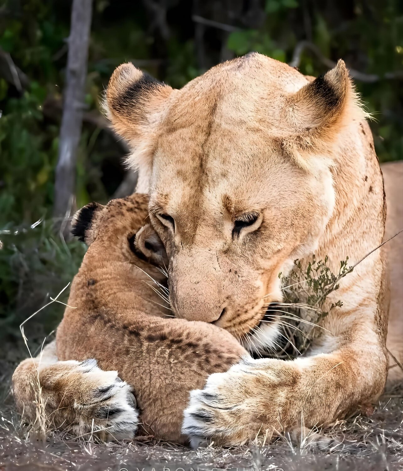 Strength in Tenderness