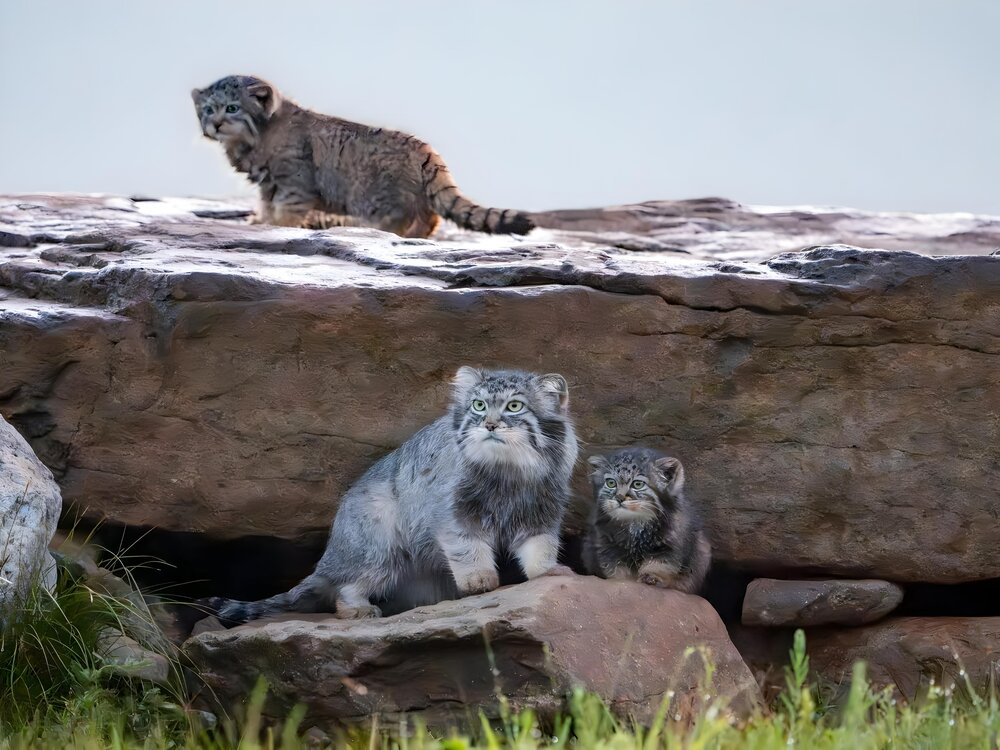 Guardians of the Steppe
