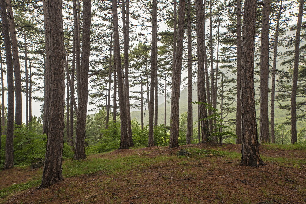 Photograph by Татьяна Соловей