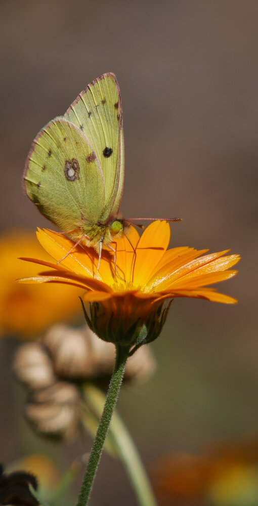 Photograph by Андрей Тищенко