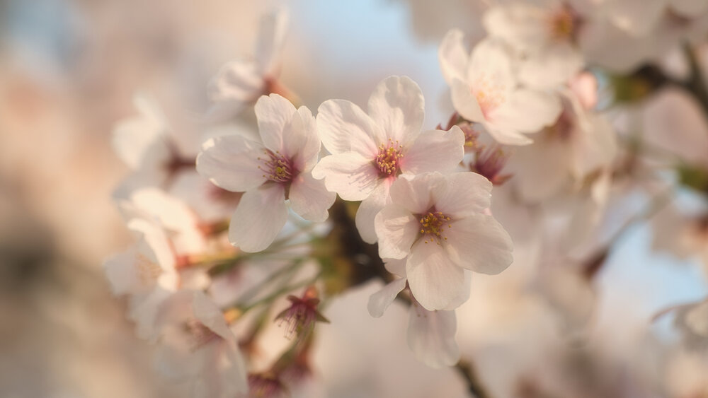 Whispers of Spring