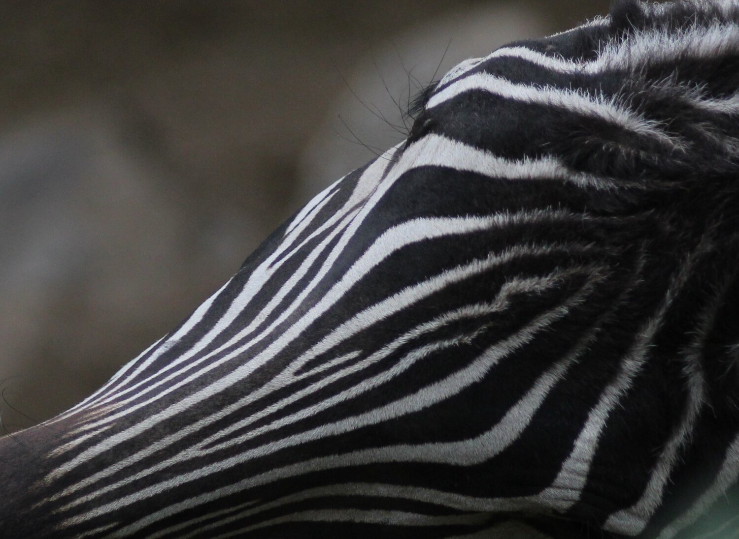 Photo #13878668